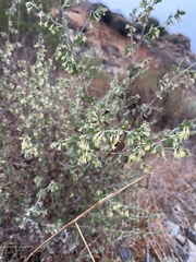 Brickellia californica