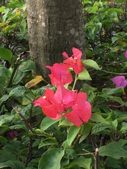 Bougainvillea