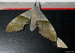 Pachysphinx modesta