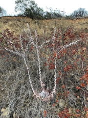 Dudleya pulverulenta