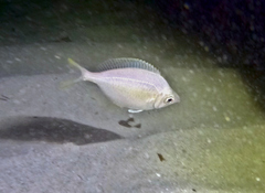 Parequula melbournensis