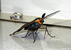Ctenucha virginica