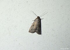 Hypenodes fractilinea