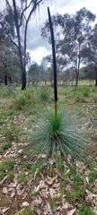 Xanthorrhoea