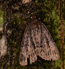 Amphipyra pyramidea