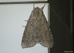 Acronicta americana