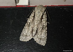 Acronicta lobeliae
