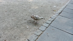 Larus argentatus