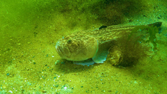 Uranoscopus scaber
