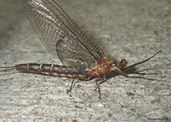 Hexagenia bilineata