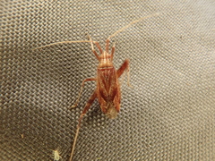 Phytocoris varipes