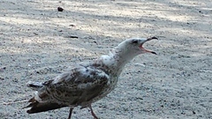 Larus argentatus