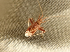 Phytocoris varipes