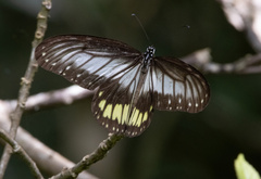 Ideopsis vitrea