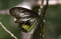 Ideopsis vitrea