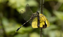 Orthetrum serapia