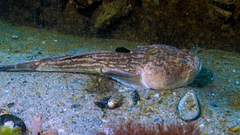 Uranoscopus scaber