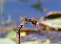 Tramea loewii