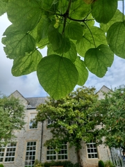 Magnoliopsida
