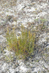 Artemisia salsoloides