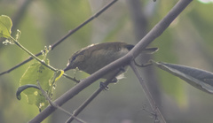 Phylloscopus sarasinorum