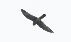 Falco moluccensis