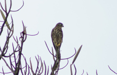 Falco moluccensis
