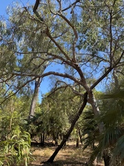 Syzygium eucalyptoides