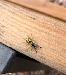 Vespula germanica