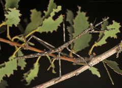 Austrovates variegata