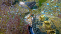 Parablennius tentacularis