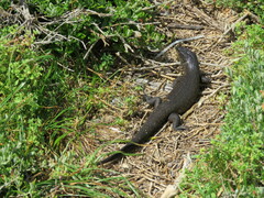Egernia kingii