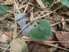 Emilia javanica