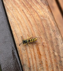 Vespula germanica
