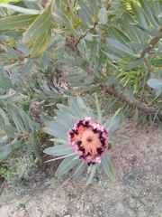 Protea laurifolia