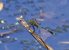 Orthetrum serapia