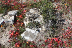 Euphorbia caput-medusae