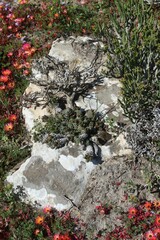 Euphorbia caput-medusae
