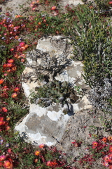 Euphorbia caput-medusae
