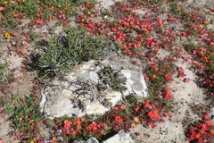 Euphorbia caput-medusae