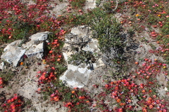 Euphorbia caput-medusae