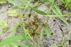 Cyperus