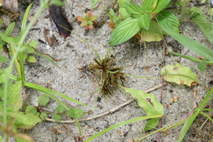 Cyperus