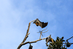 Pteropus poliocephalus