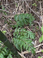 Cyrtomium