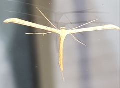 Emmelina monodactyla