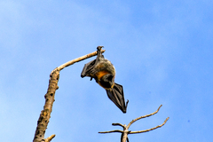 Pteropus poliocephalus