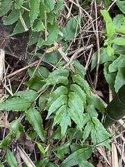 Cyrtomium