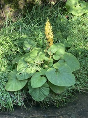 Ligularia fischeri