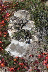 Euphorbia caput-medusae